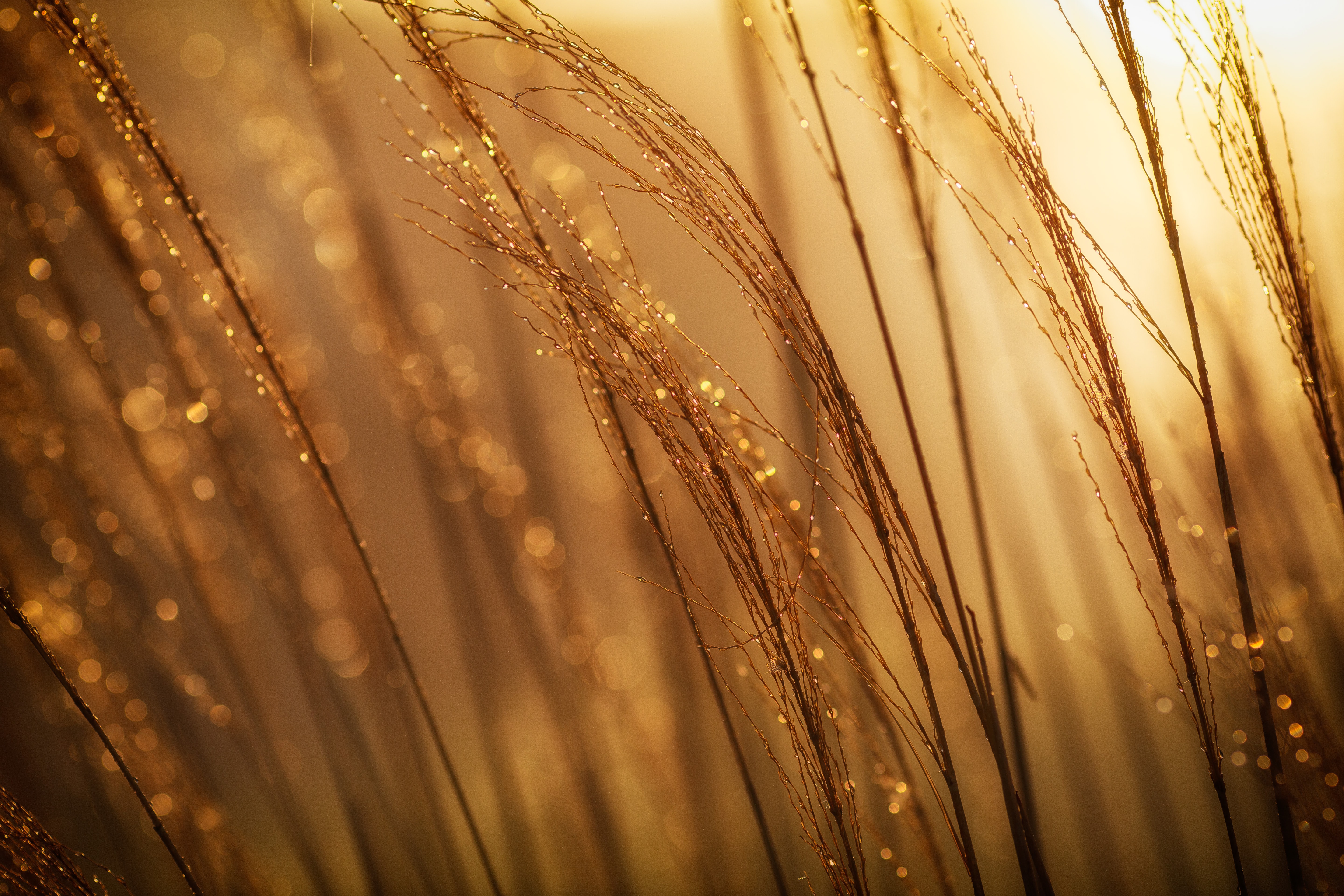 gold wheat